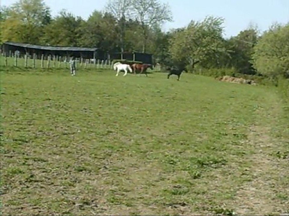 Dahlia Scapa Thalassa