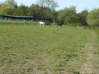 Dahlia Scapa Thalassa