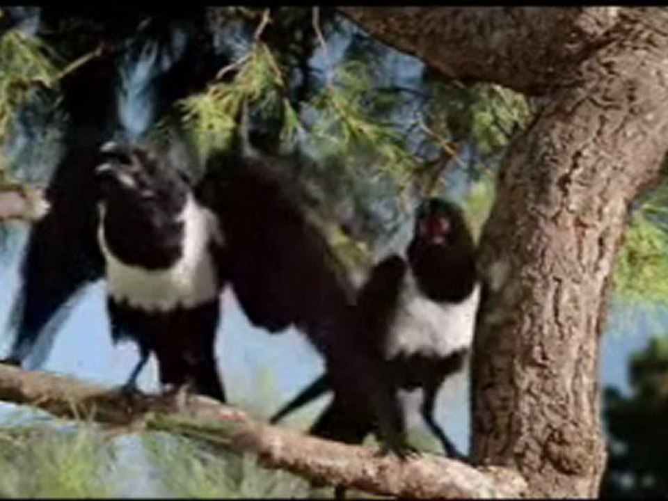 Windexs-Birds