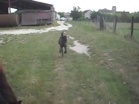 Pouliche Shetland X Mérens 12 jours balade 04/06/2011