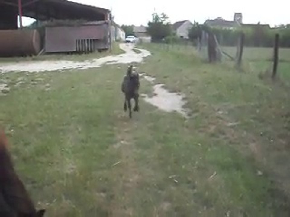 Pouliche Shetland X Mérens 12 jours balade 04/06/2011