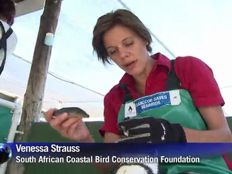 Endangered African Penguins reveal plight of ecosystem