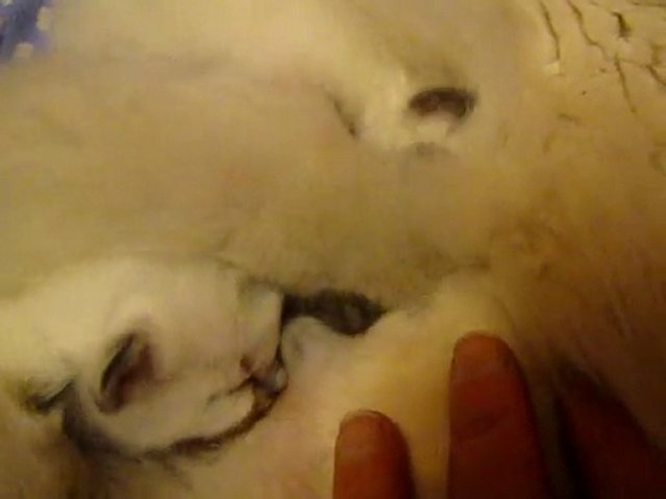 les chatons têtent