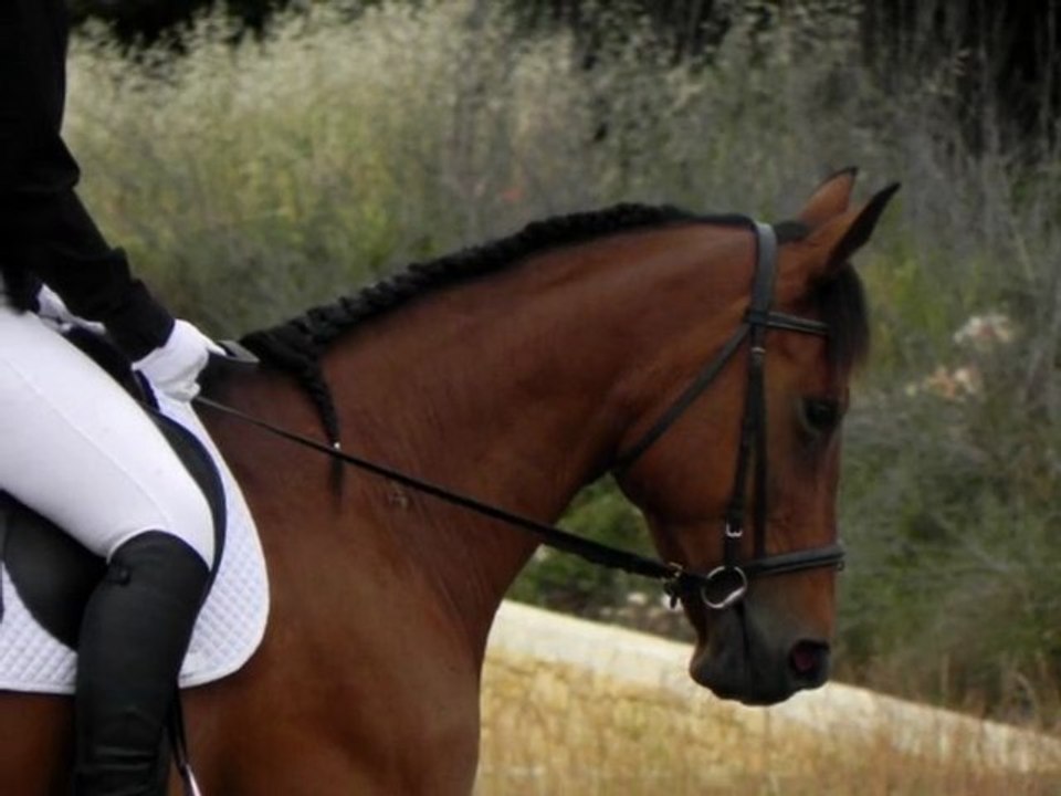Dressage Club 3 GP Beaumont
