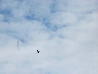 Juin 2011 Bardenas La Negra Vautours