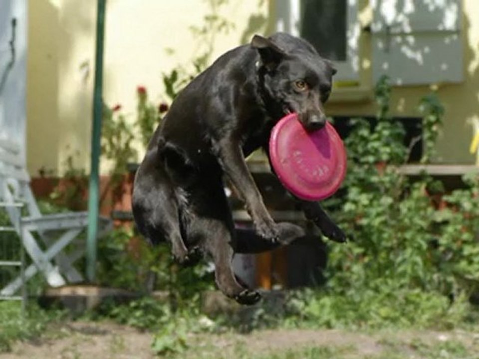 Dakota joue au frisbee