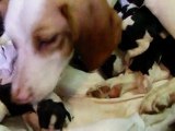 naissance de 7 petits chiots