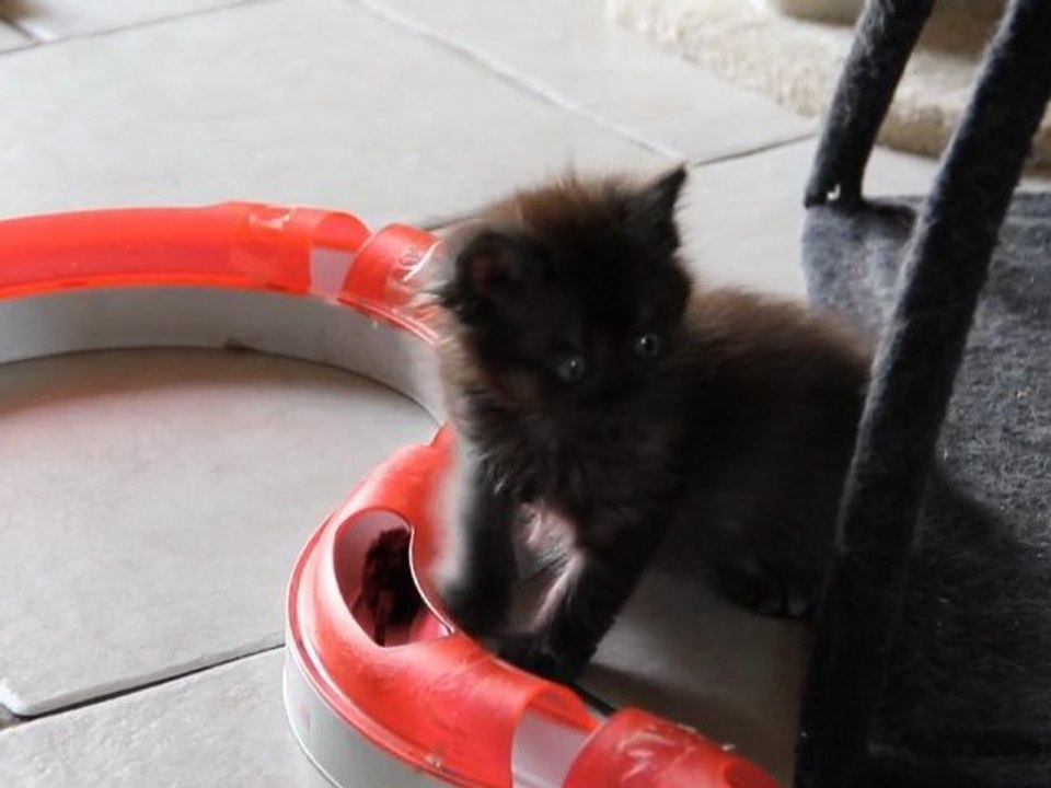 Wallis, la souris et le circuit
