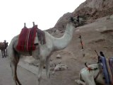 dromadaire au monastere de st-catherine sinai