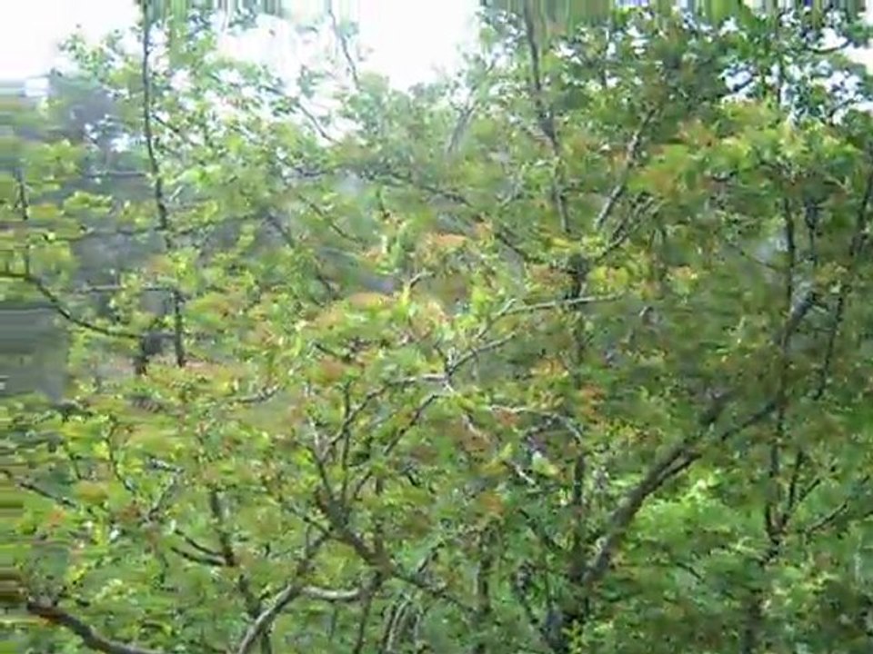 koyden
