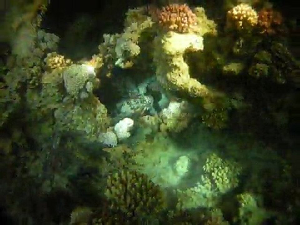 Petit Merou (mer rouge)