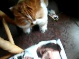 Ce chat n'aime visiblement pas Justin Bieber (www.seb-leblog.com)