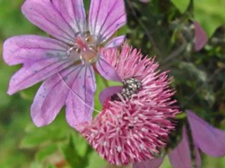 fleurs sauvages et belles