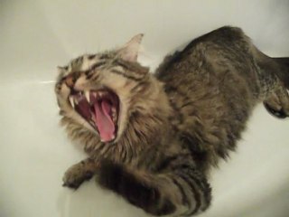 YACHA CHAT angora tigré