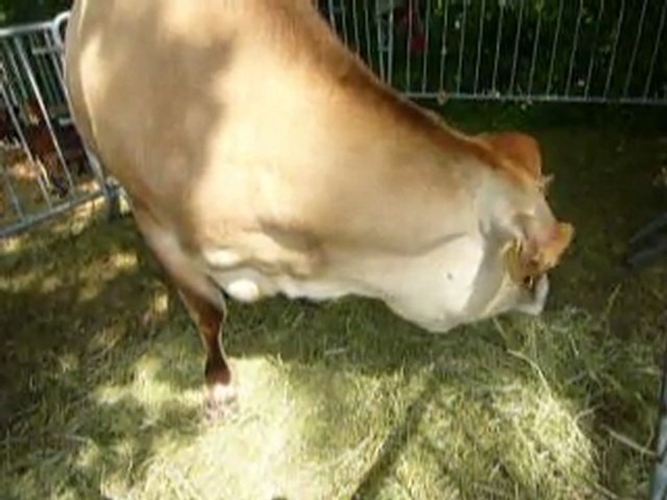 percheval 9 fin