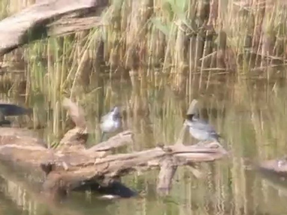 A l'affût dans les étangs de la Brenne