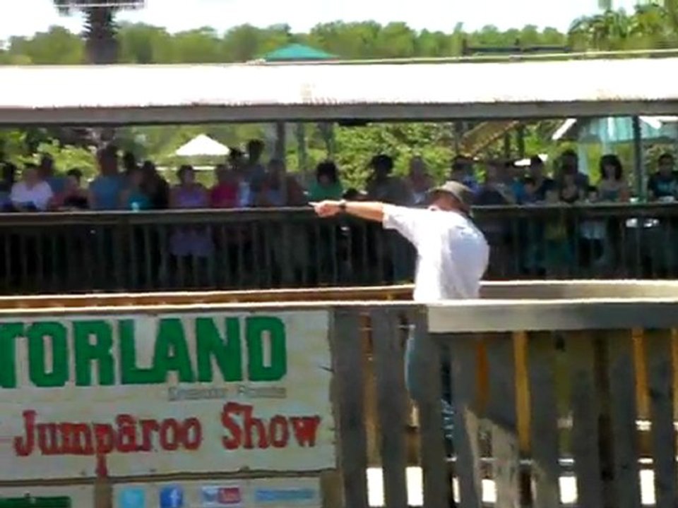 Gatorland : donner à manger aux alligators.