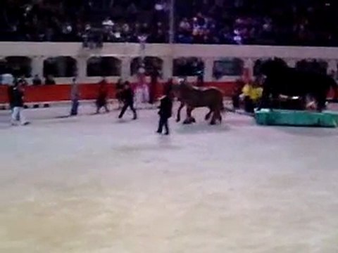 pegoulade feria d'ales , tour du taurau