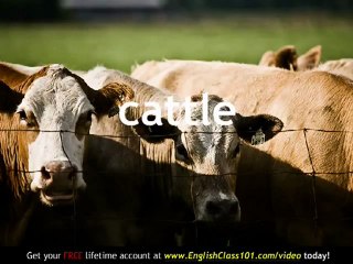 Learn English - English Farm Animals Vocabulary