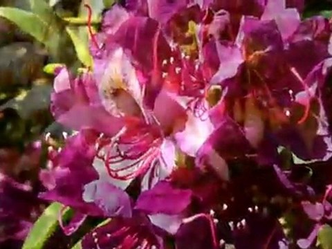 Arboretum-Parc Floral les feuilles fleuries , Saint Eloi, Nevers, Nièvre(58)