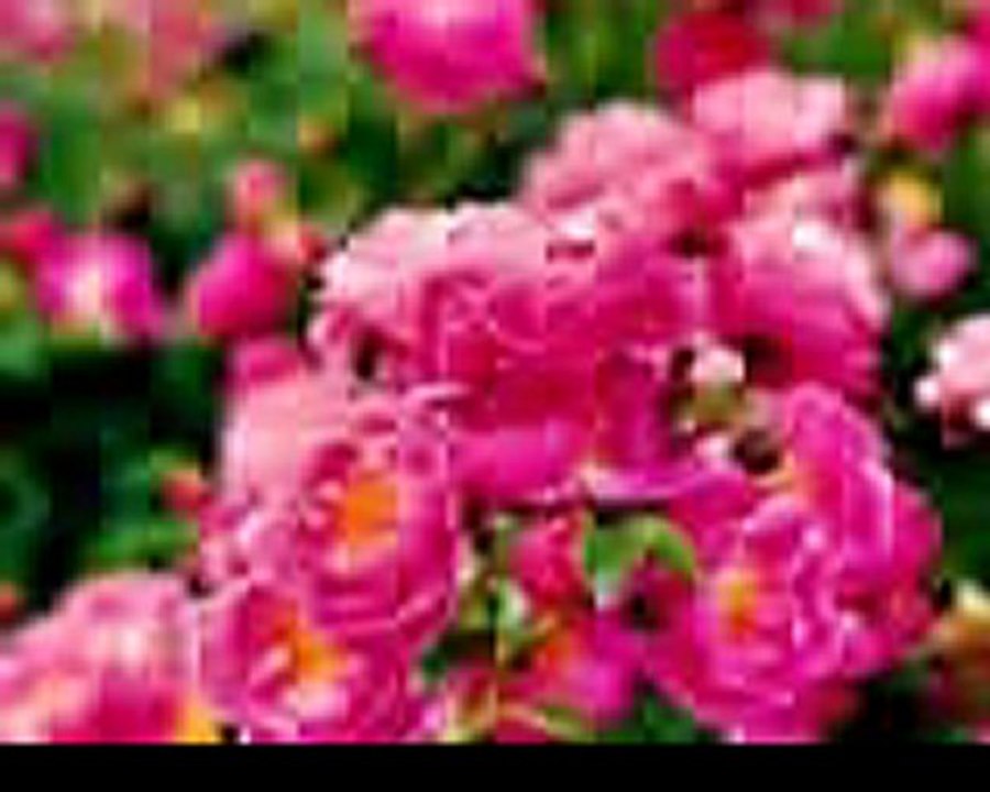 seyfi doğanay (ağlıyorum gizlice)