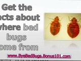how to treat bed bugs - bed bugs removal - bed bugs treatment at home