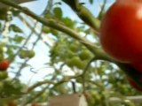 English Tomatoes