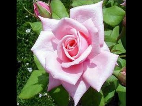 KEMAN TAKSÎMİ-MUHAYYER KÜRDÎ & SAZ SEMÂÎSİ