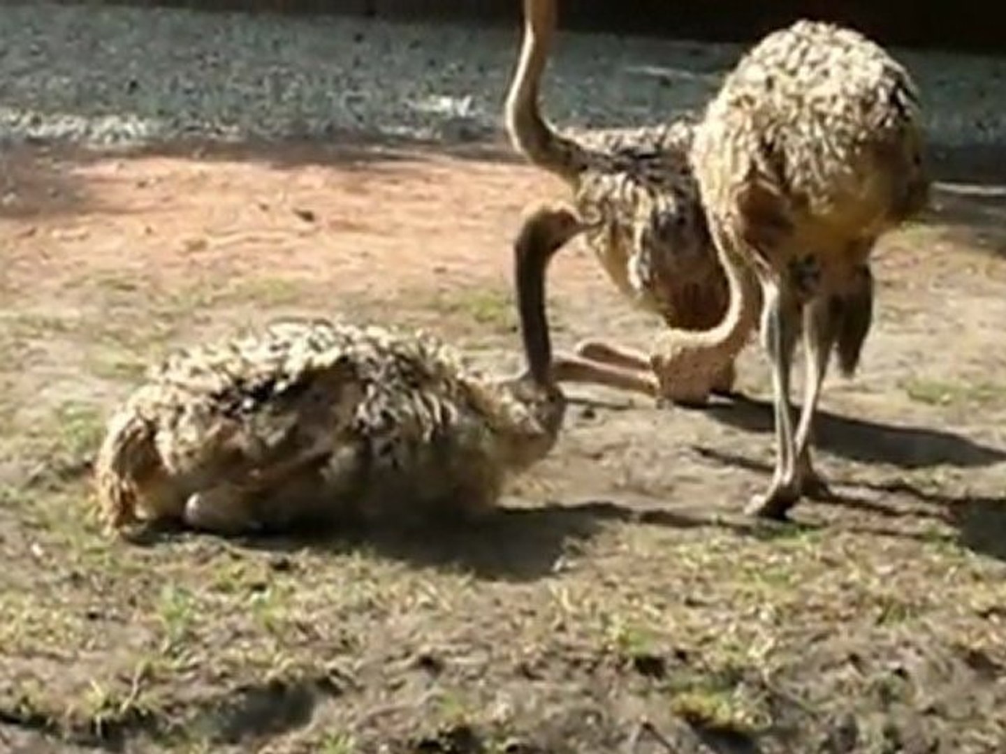 North African Ostriches at Hanover Zoo