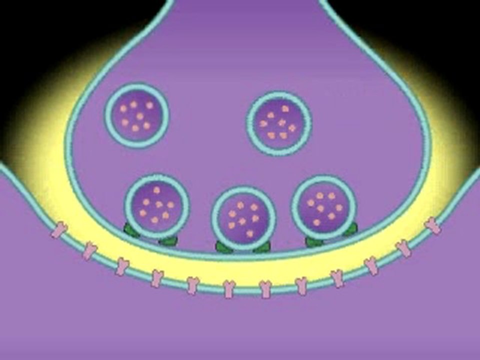 Basic function of the Neural Synapse