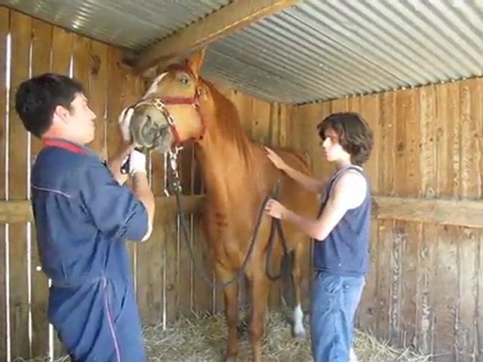 rodeo dentiste