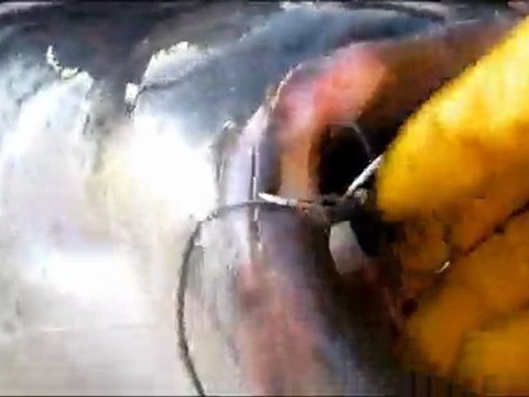 silures de loire 2011 team silure 41