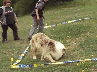 up  entrainement cavage