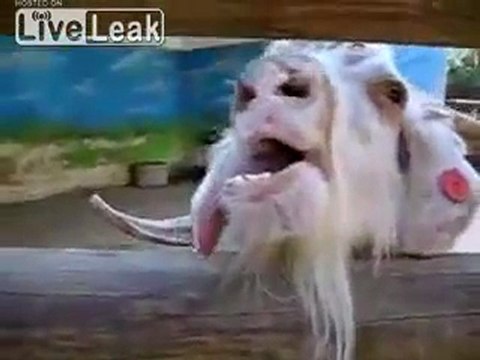 Quick 20 Sekunden Clip Insane oder betäubt Ziege, machen Sie den Anruf.