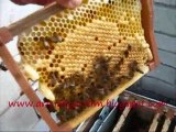 2011 ana arı üretimi faaliyetlerim.