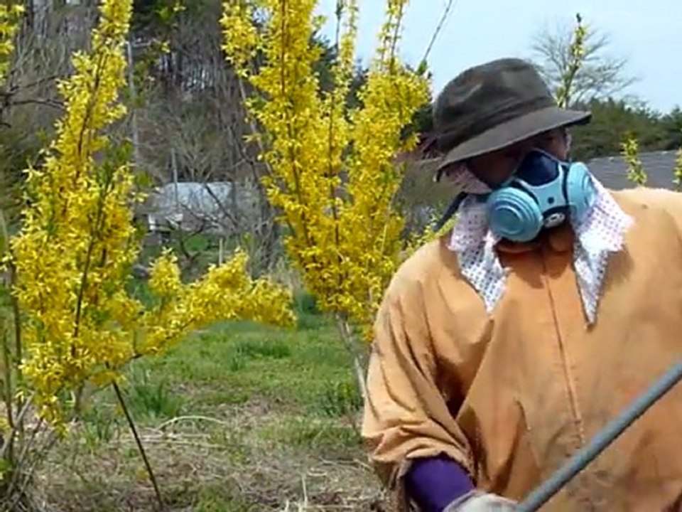 Ungewisses Schicksal der Kühe von Fukushima