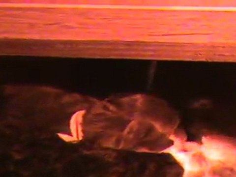 Barbet pups: extremely precocious!