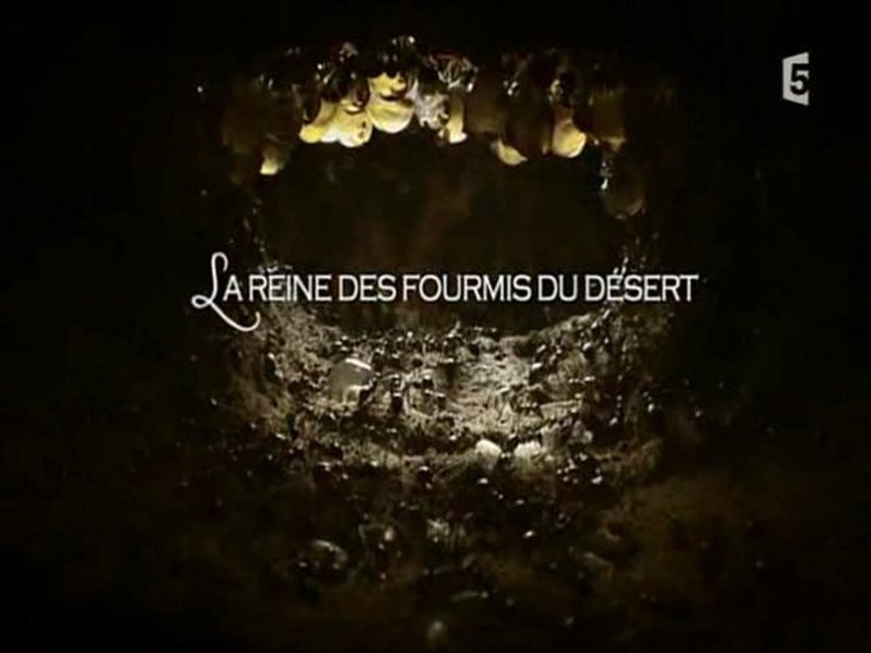 la reine des fourmis du desert (1)