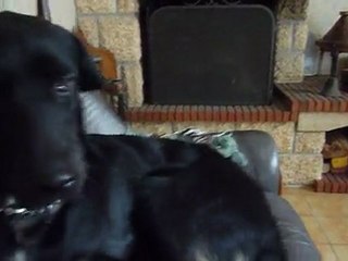 Je voudrais bien monter sur le canapé !