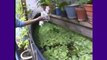 How to build greenhouses