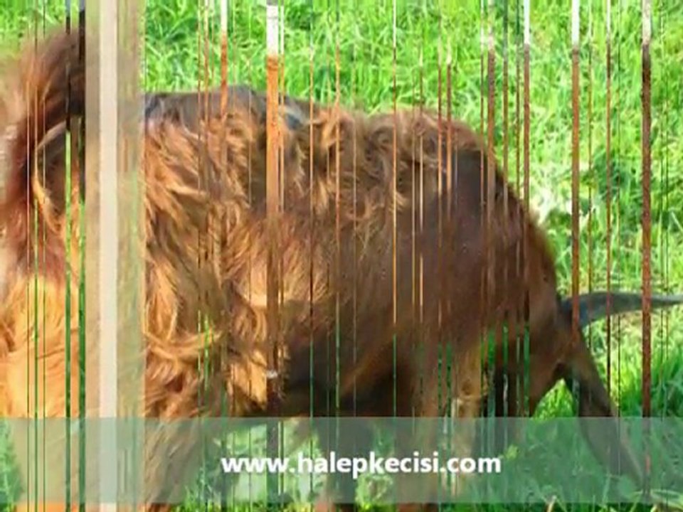 Halep Keçisi,Halep Keçisi Özellikleri,Süt Keçisi,Halep Keçisi Videosu