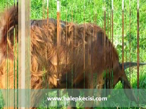 Halep Keçisi,Halep Keçisi Özellikleri,Süt Keçisi,Halep Keçisi Videosu