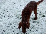 Deegan le setter irlandais dans la neige le 28 novembre 2010