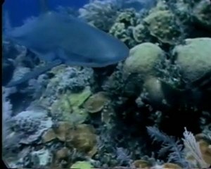 PM :Tiburones prehistoricos 2/2