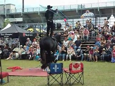 cheval savant au festival western de montreal