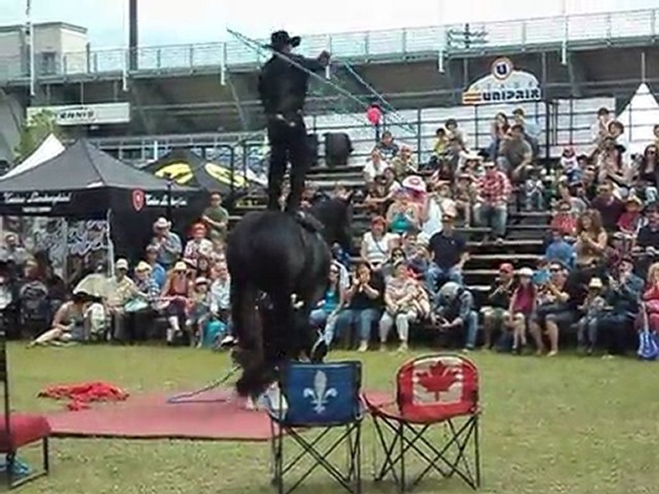 cheval savant au festival western de montreal