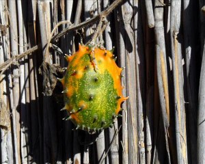 Namibie - Villages et Réserve de Mahango