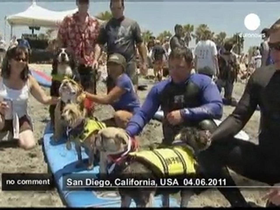 Concours de surf pour chiens en Californie - no comment