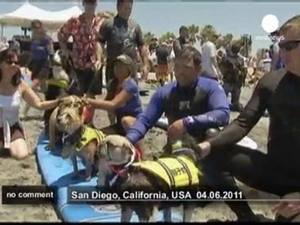 Dog surfing competition in California - no comment
