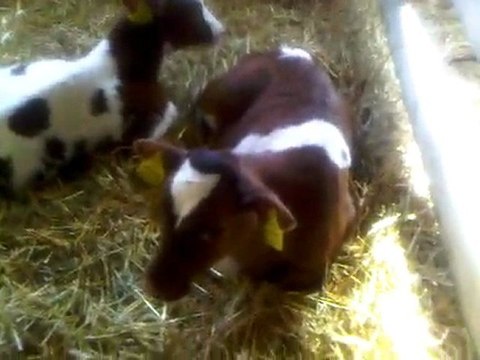 HAZER EMLAK TEL: 0546 851 6657 SATILIK SİMENTAL BUZAĞI FİYATLARI